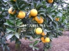 Giống cây cam vinh
