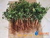 Hạt Giống Cây Cát Sâm