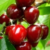 Lợi ích trái Cherry