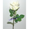Hoa hồng cao su 3 - Giá bán lẻ