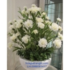 Hoa cẩm chướng 5