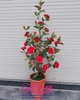Cây  giả - Cây hoa trà đỏ