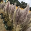 DRY PAMPAS GRASS FLOWER DECORATION