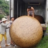 BAMBOO CORACLE BOATS