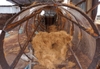 COCONUT FIBER - COIR FIBER