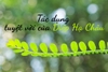 Tác dụng tuyệt vời của diệp hạ châu