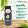 tinh dầu lài hay hoa nhài Caroline sang trọng phổ biến