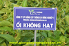 Ổi Không Hạt