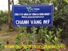 Chanh Vàng Mỹ