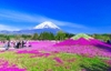Tour ngắm hoa mùa xuân Hitachi - Nikko - Ashikaga - Núi Phú Sĩ - Tokyo (4 Ngày 3 Đêm)