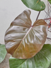 ANhome - Philodendron Imperial Green (Trầu Bà Đế Vương)