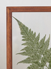 AnYên Fern Plant Frame/ size M