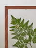 AnYên Fern Plant Frame/ size S