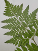 AnYên Fern Plant Frame/ size S