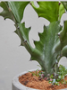 ANhome - Cactus (Xương Rồng)