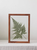 AnYên Fern Plant Frame/ size M