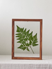 AnYên Fern Plant Frame/ size S