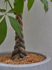 ANhome - Pachira-Money tree (Kim Ngân Bính)