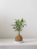 ANhome - Kokedama Kim Giao