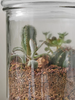 ANhome - Terrarium trụ kín