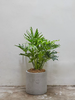 ANhome - Philodendron Bipinnatifidum (Trầu Bà Thanh Xuân)