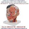 Mô hình giải phẫu đầu mặt cổ, gồm 4 phần 3B