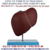 MÔ HÌNH GIẢI PHẪU GAN NGƯỜI GD/A12008