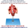 MÔ HÌNH GIẢI PHẪU CƠ QUAN SINH DỤC NỮ GD/A15105