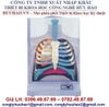 MÔ HÌNH HỆ THỐNG HÔ HẤP ĐIỆN TỬ NGƯỜI GD/A13015