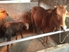 cung cấp bò giống sinh sản-4 bò mẹ vừa tách con 15-17tr