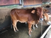 Bán bò giống nuôi sinh sản  ngày 19-9-2018-cái mẹ và cặp mẹ con
