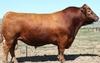 Bò Red Angus