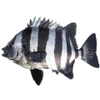 Cá Ishidai (Sọc)