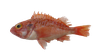 Cá Kasago / Arakabu 1KG