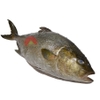 Cá Kampachi Nguyên Con (đánh vảy, lấy nội tạng )