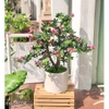 Cây hoa Đỗ Quyên dáng bonsai trang trí LanDecor (100cm) - CC550