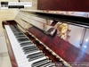 dan-piano-co-atlas-a55m-6500xx