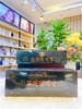 Cao linh chi hộp gỗ đen Hàn Quốc - GOLD Korean YOUNGJI Korean Longevity Mushroom Extract