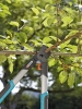 Kìm cắt tỉa cành cây cán dài 48 cm Gardena 08776-20- Nhập khẩu Đức