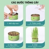 Lon trồng cỏ mèo tươi SUNSUN tiêu búi lông cho mèo - Cutepets