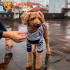 Áo thun cao cổ Hàn Quốc Urban Dành cho thú cưng - Cutepets