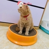 Bàn cào móng cho mèo tròn 44cm kiêm ổ mèo có thể thay lõi - CutePets