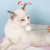 Đồ ăn vặt Thạch sữa dê BOTH Goatmilk Pudding túi 15 cái cho chó mèo  - Cutepets