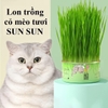 Lon trồng cỏ mèo tươi SUNSUN tiêu búi lông cho mèo - Cutepets