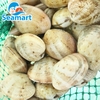 Ngao Hai Cồi Size 16-20 con/kg