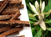 Chế biến vị thuốc: Hậu phác