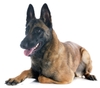 Becgie Bỉ (chó Malinois) - dòng chó nghiệp vụ thông minh chỉ số IQ cao nhất thế giới