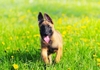 Tìm hiểu về vacxin 5 bệnh và vacxin 7 bệnh ở chó Becgie Bỉ (chó Malinois)