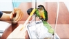 Vẹt Green Cheek là chim gì, ăn gì, giá bao nhiêu, mua ở đâu?