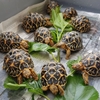 Hồ sơ loài rùa sao Ấn Độ(Indian Star Tortoises)